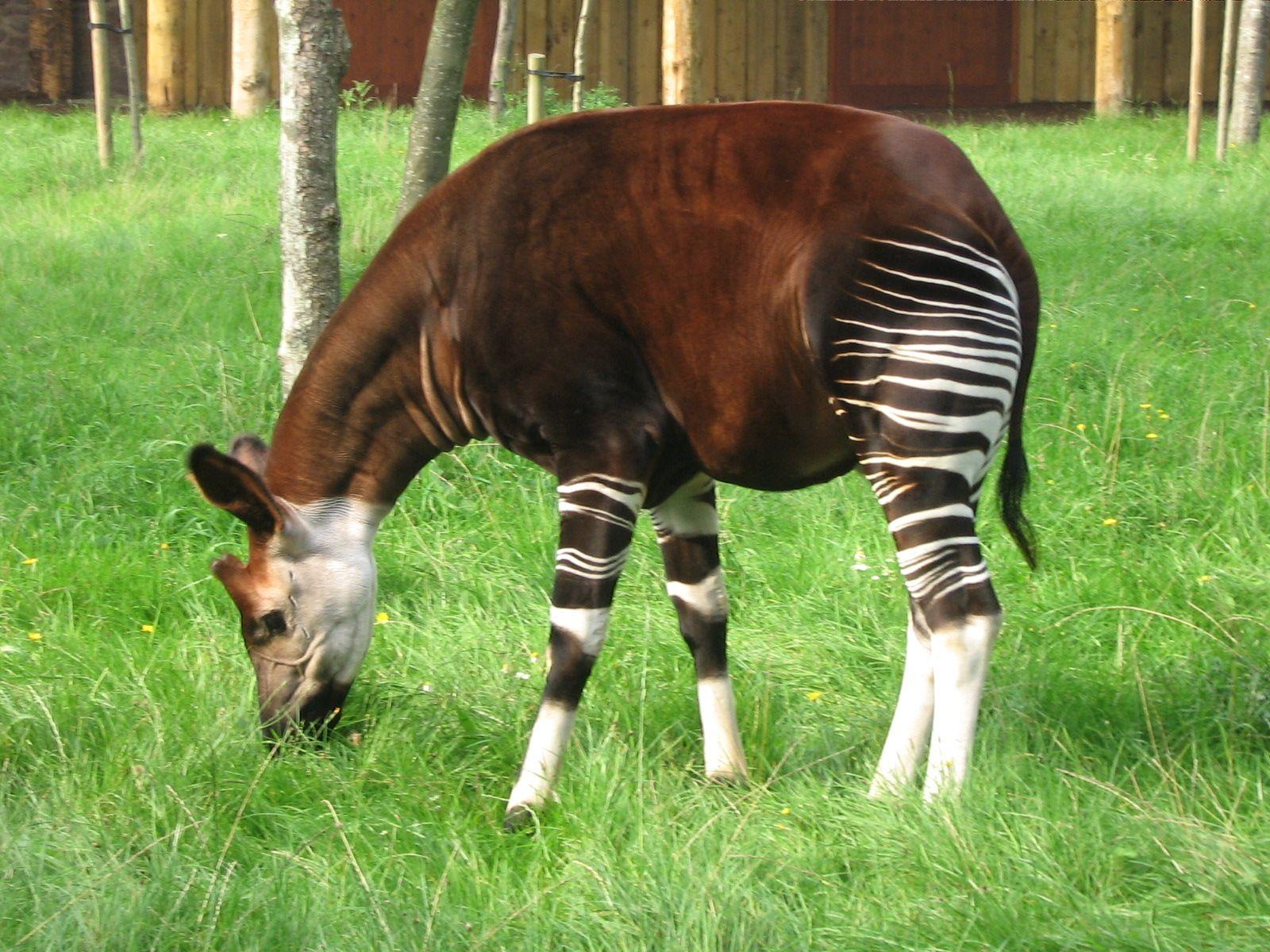 Okapis Wallpapers