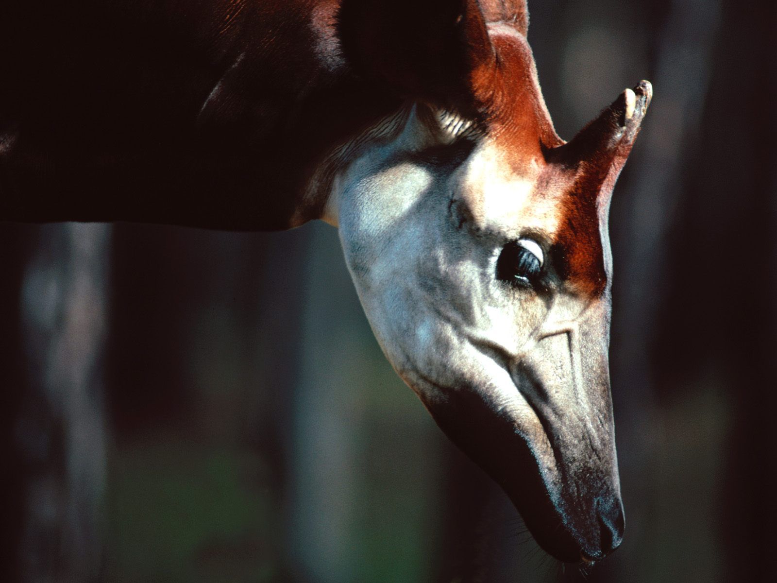 Okapis Wallpapers