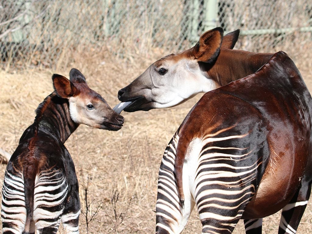 Okapis Wallpapers