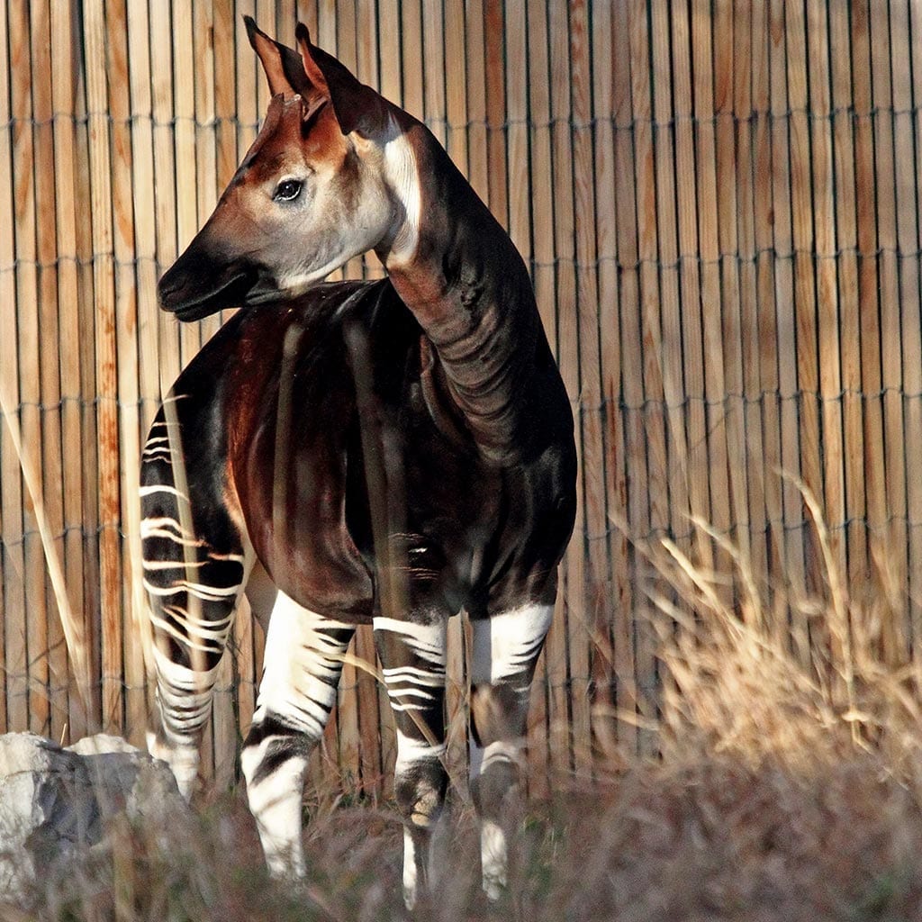 Okapis Wallpapers