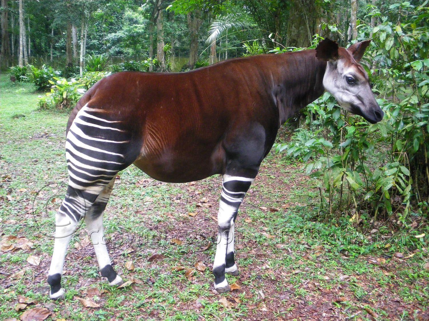 Okapis Wallpapers