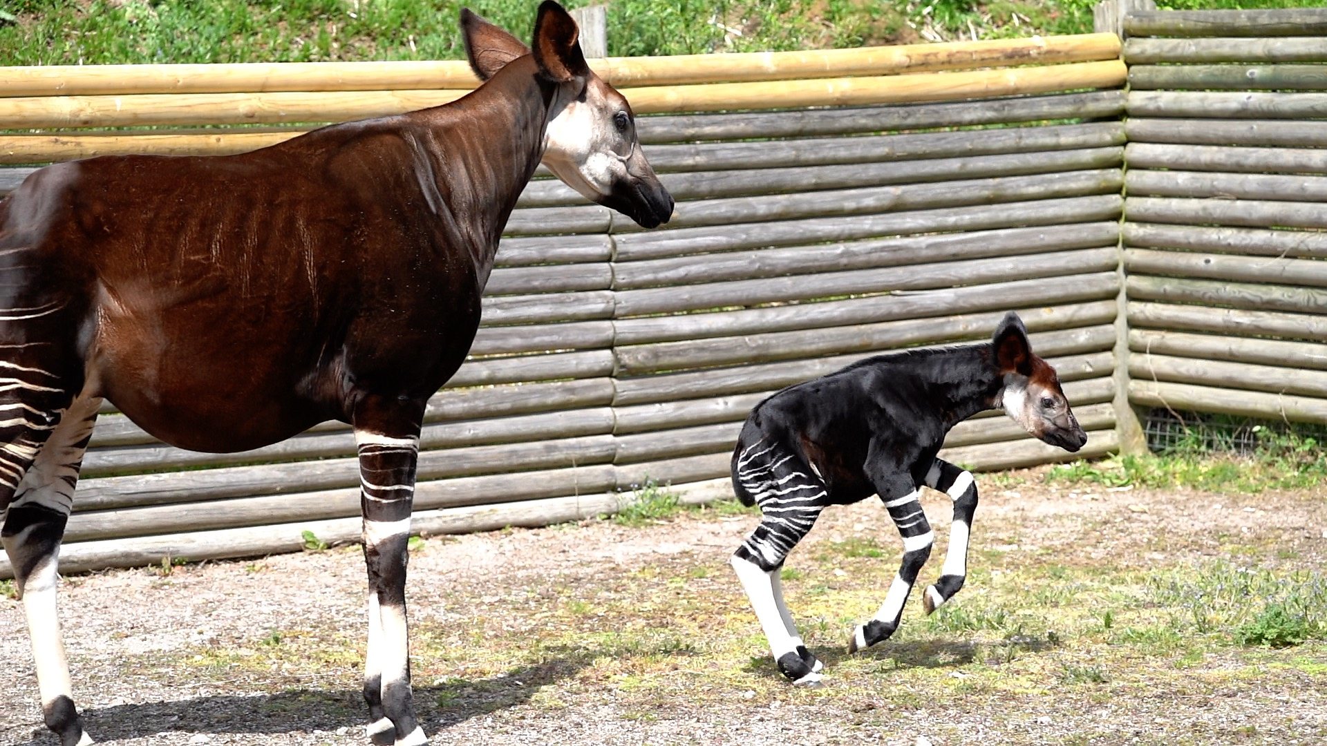 Okapis Wallpapers