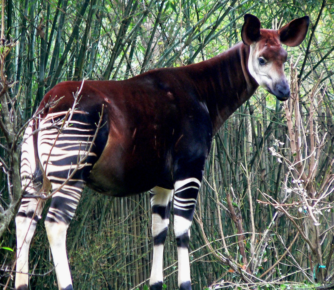 Okapis Wallpapers