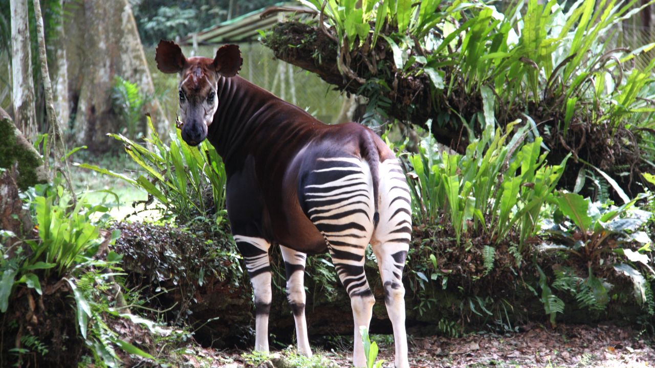 Okapis Wallpapers