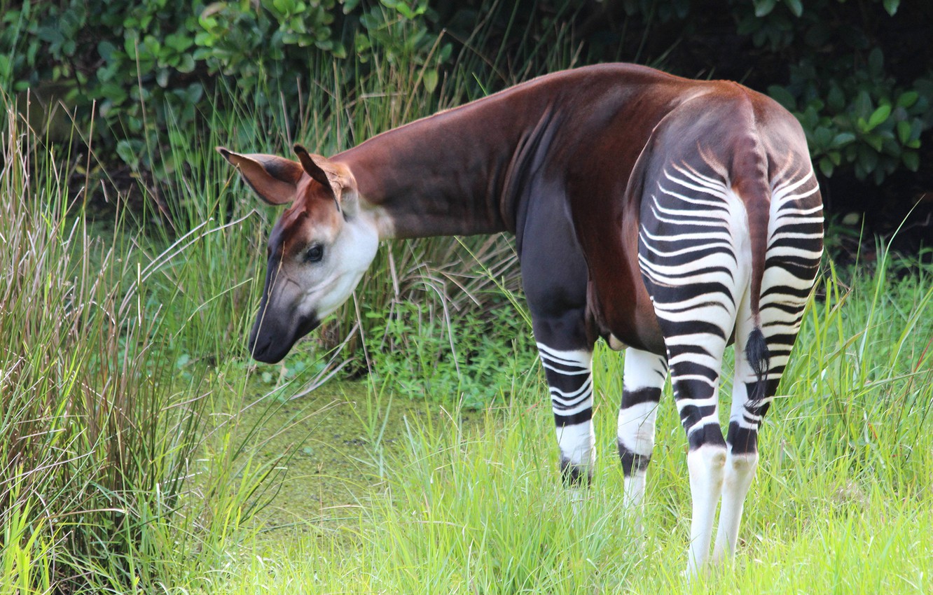 Okapis Wallpapers