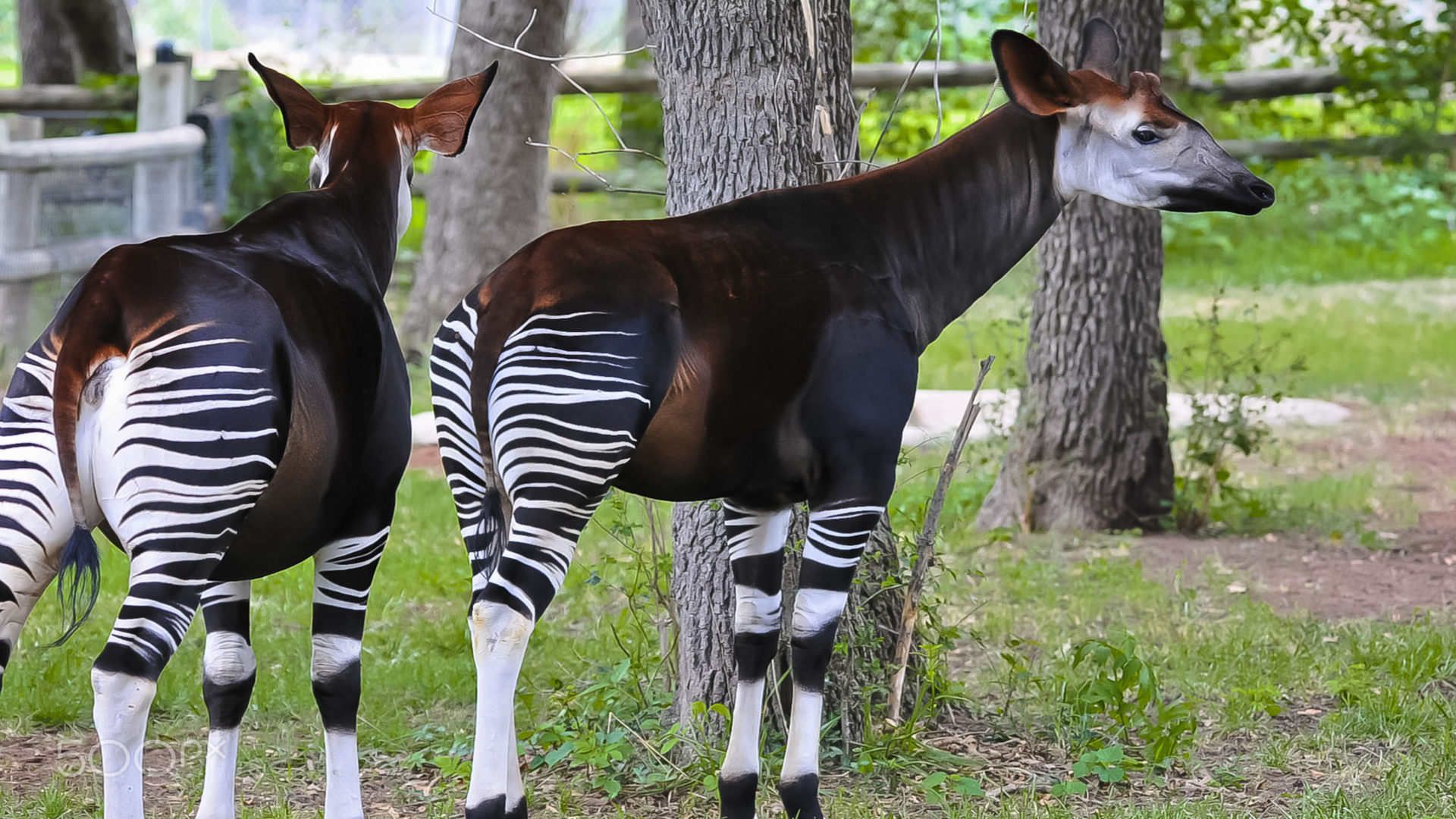 Okapis Wallpapers