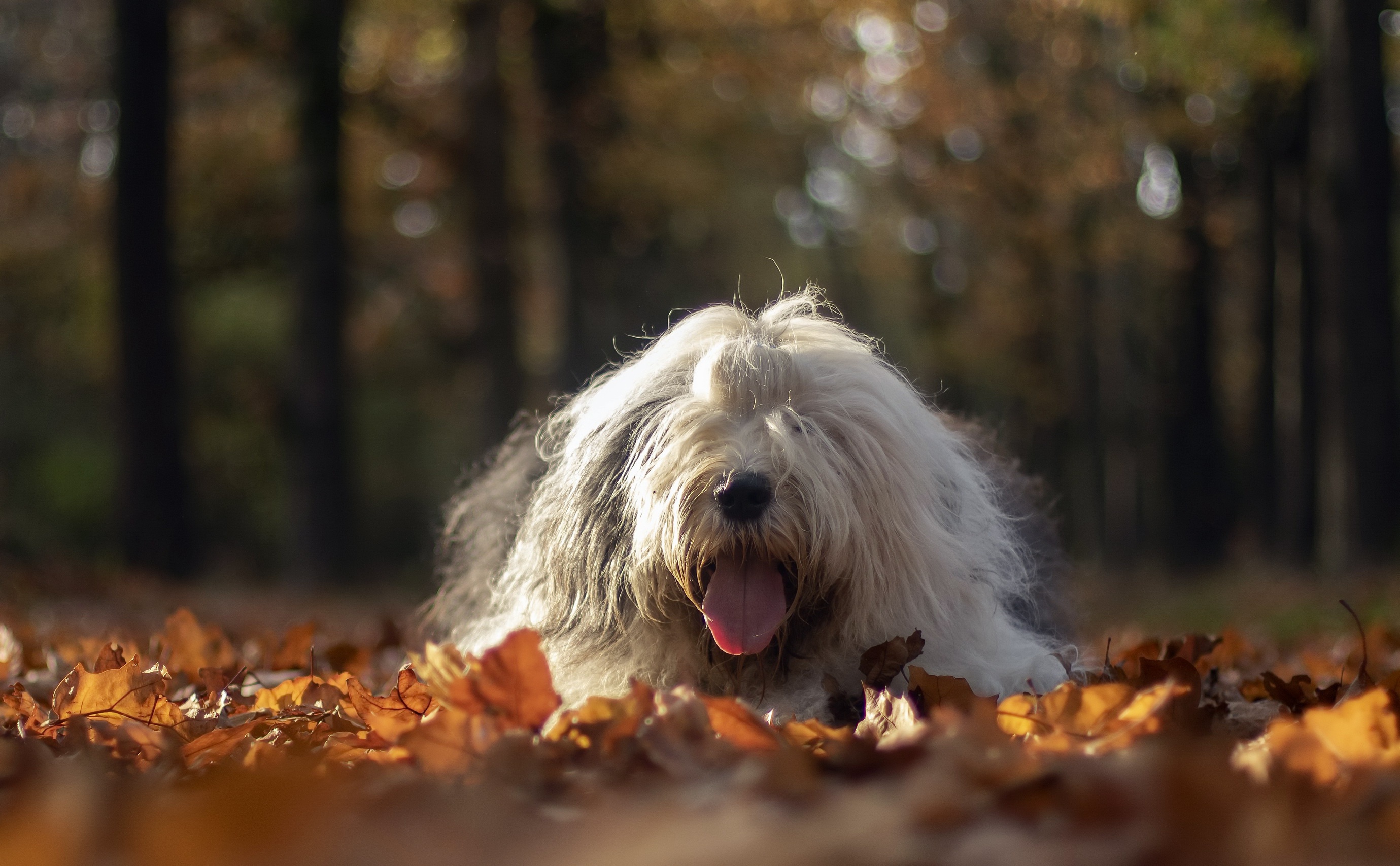 Old English Sheepdog Wallpapers