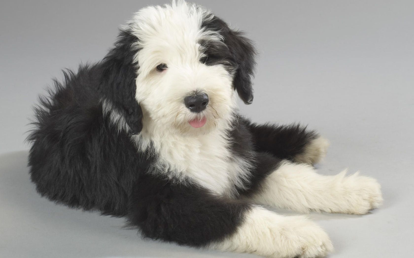 Old English Sheepdog Wallpapers