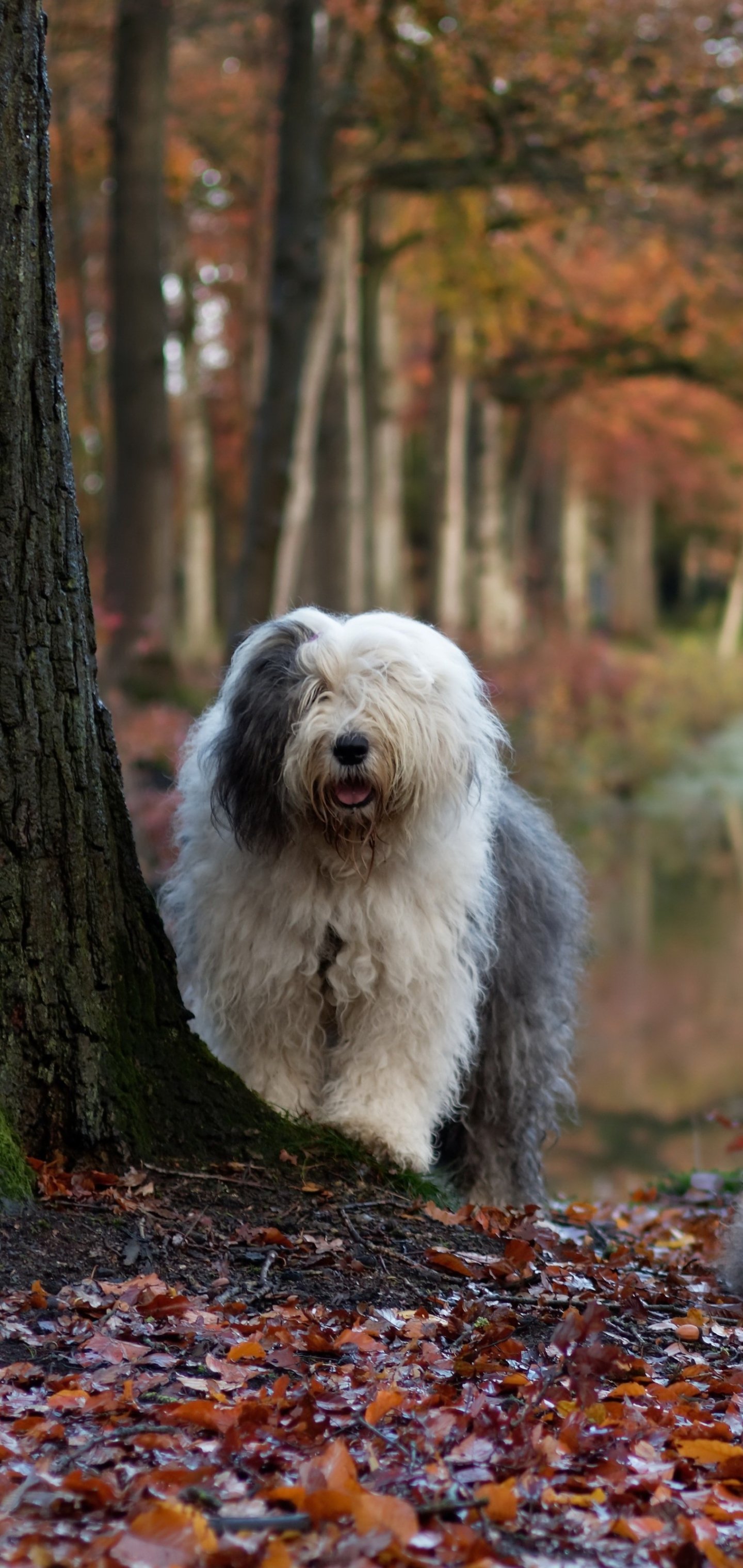 Old English Sheepdog Wallpapers