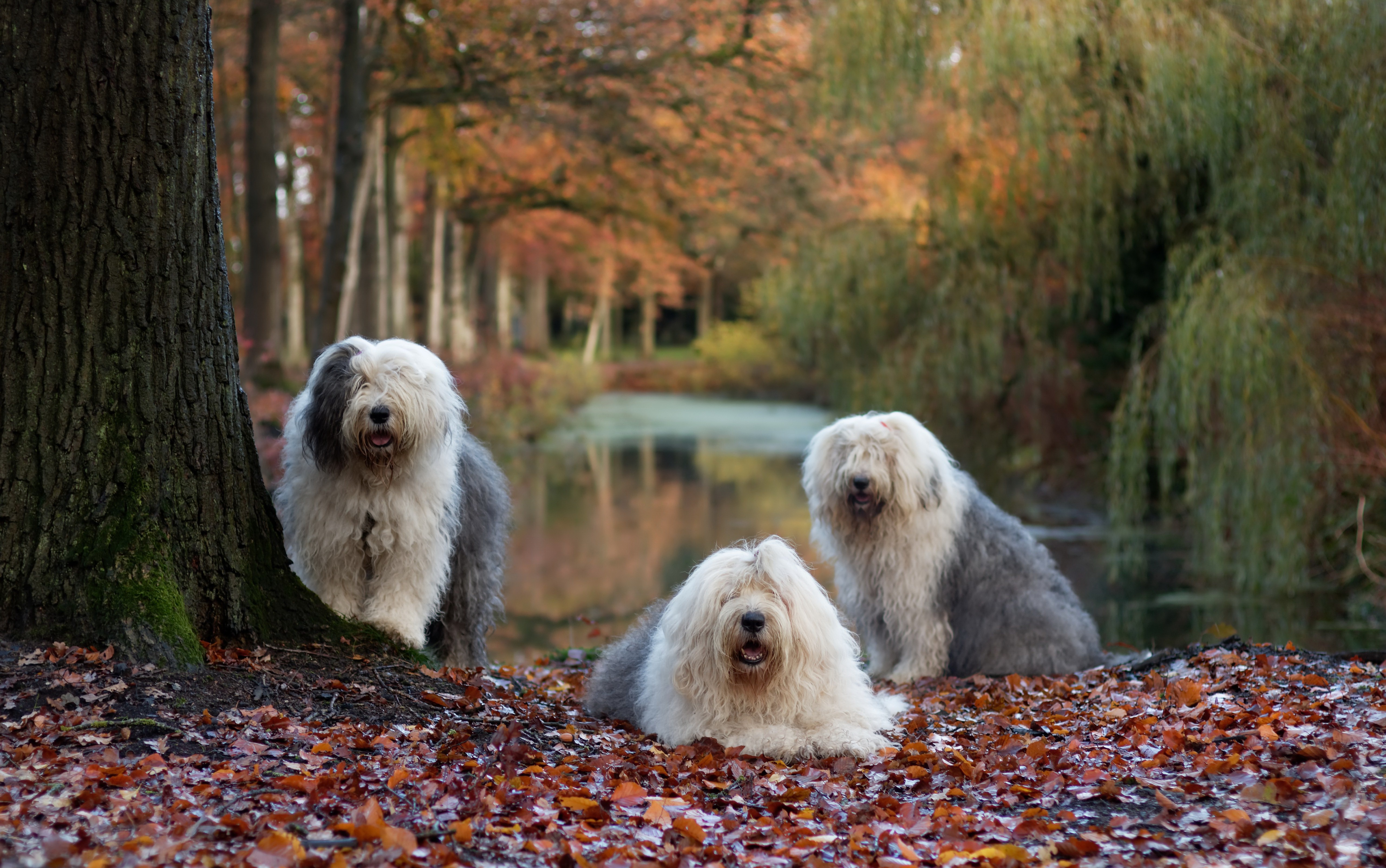 Old English Sheepdog Wallpapers