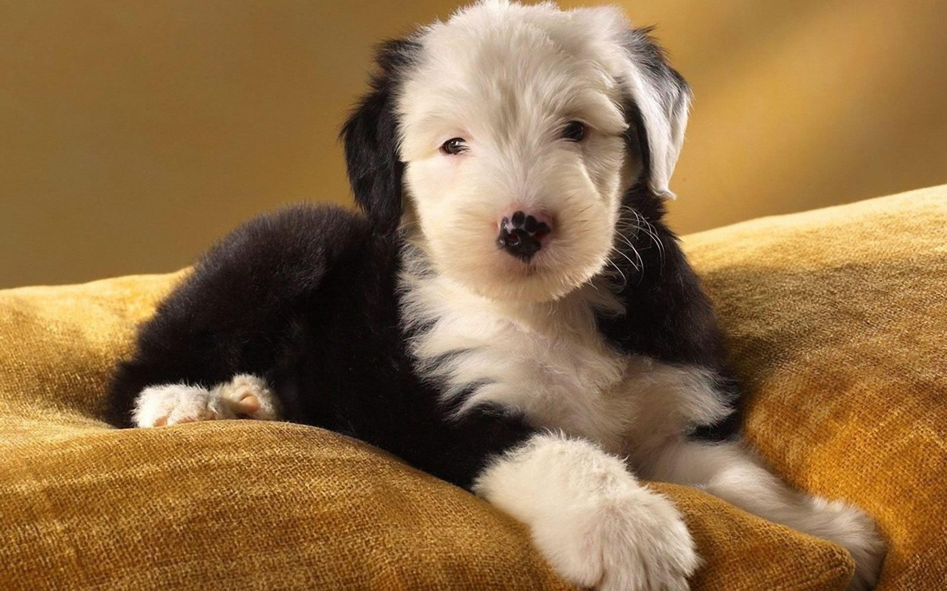 Old English Sheepdog Wallpapers