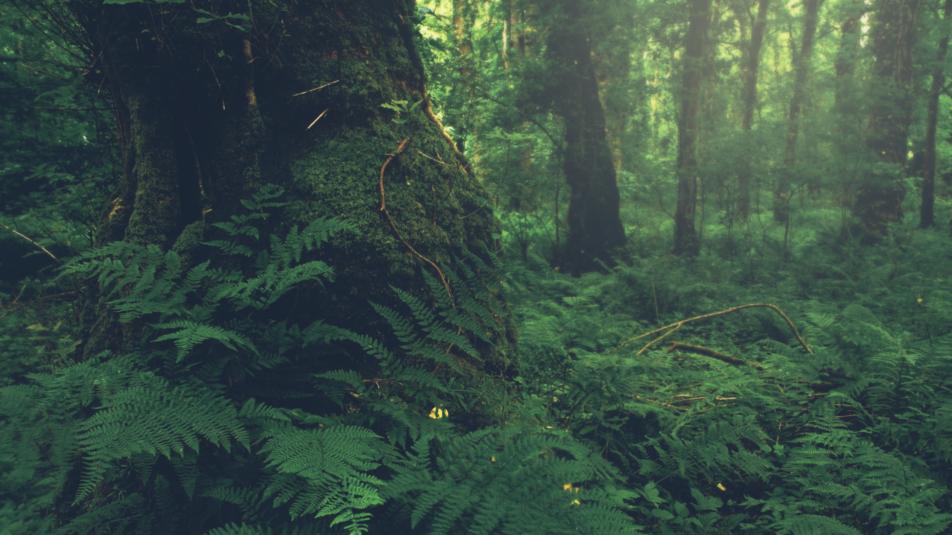 Old Growth Forest Wallpapers