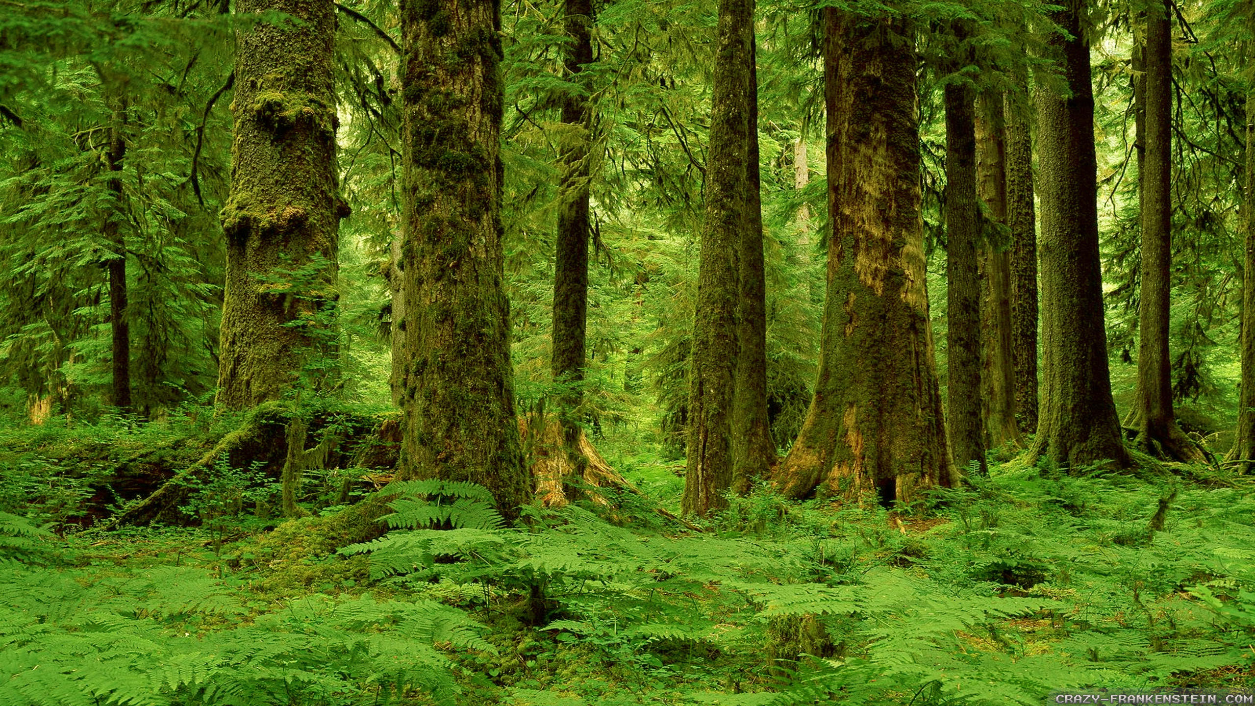 Old Growth Forest Wallpapers