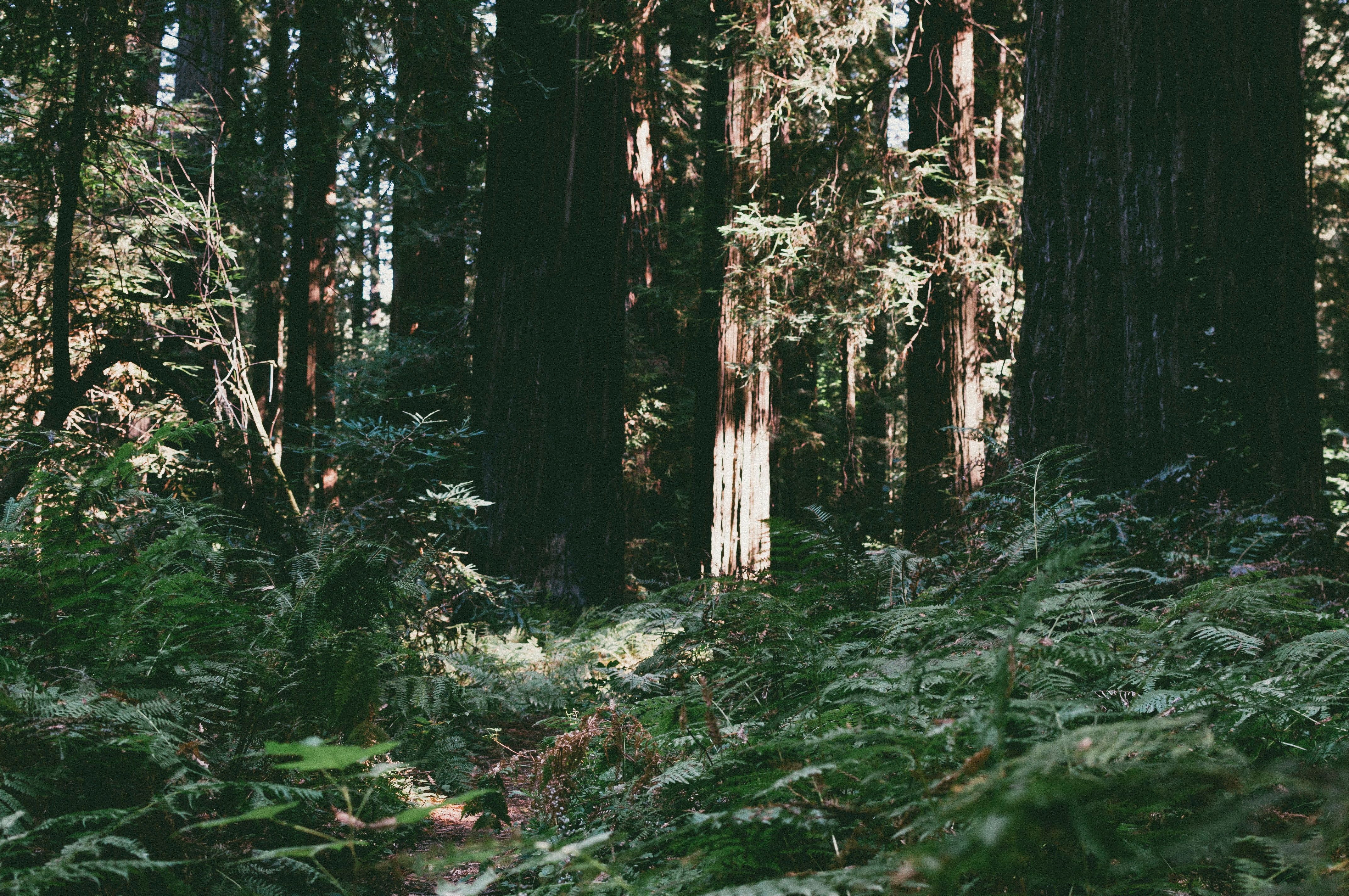 Old Growth Forest Wallpapers