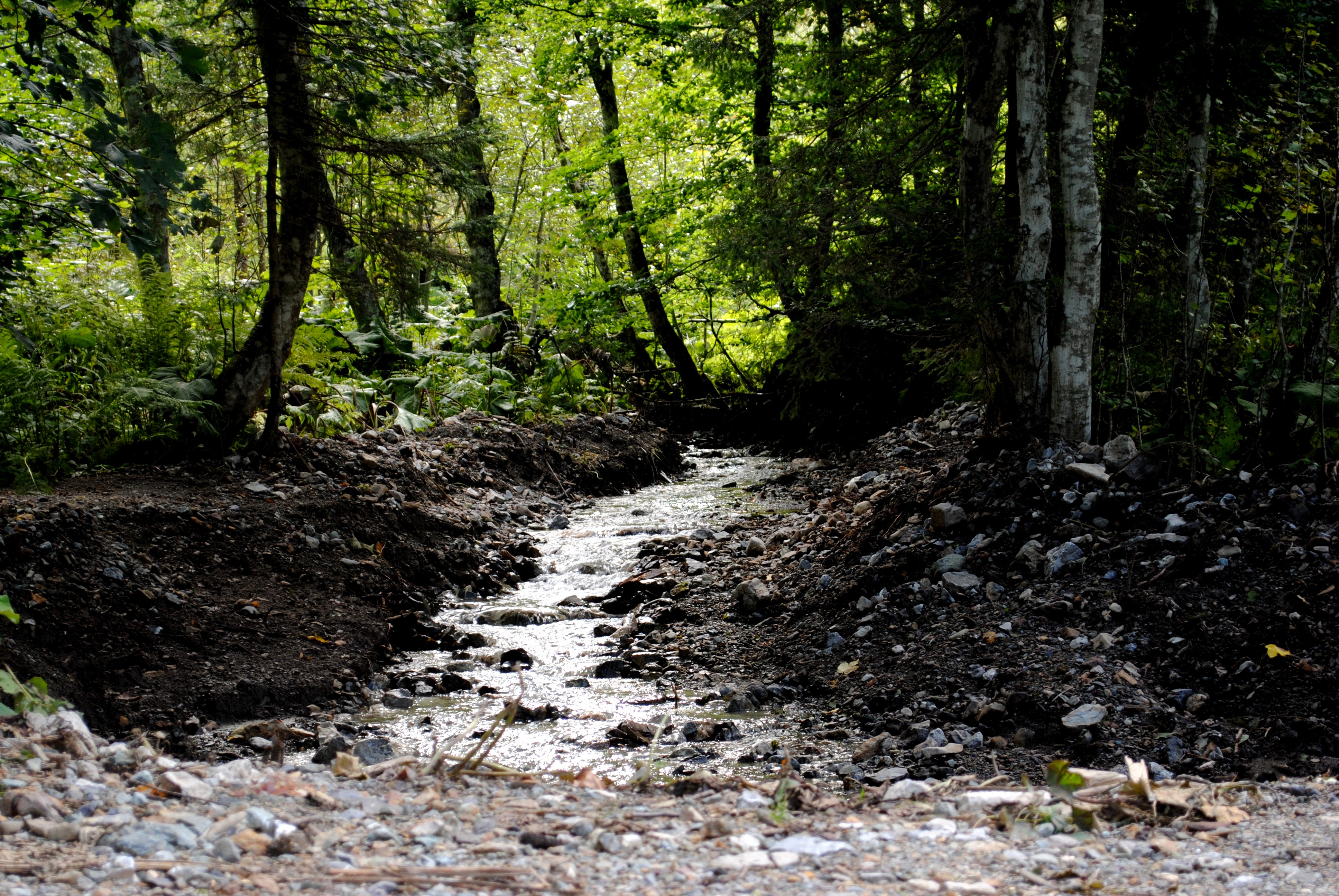 Old Growth Forest Wallpapers