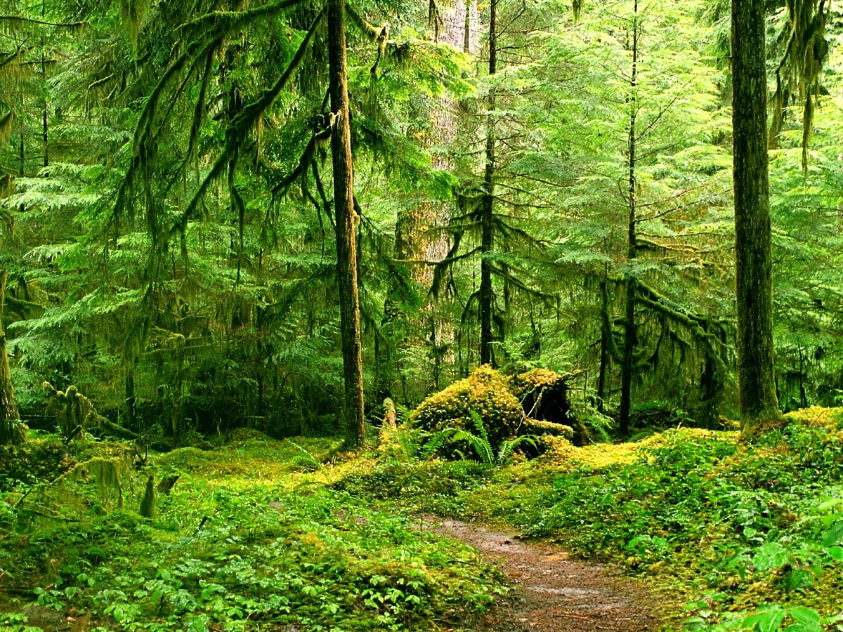 Old Growth Forest Wallpapers