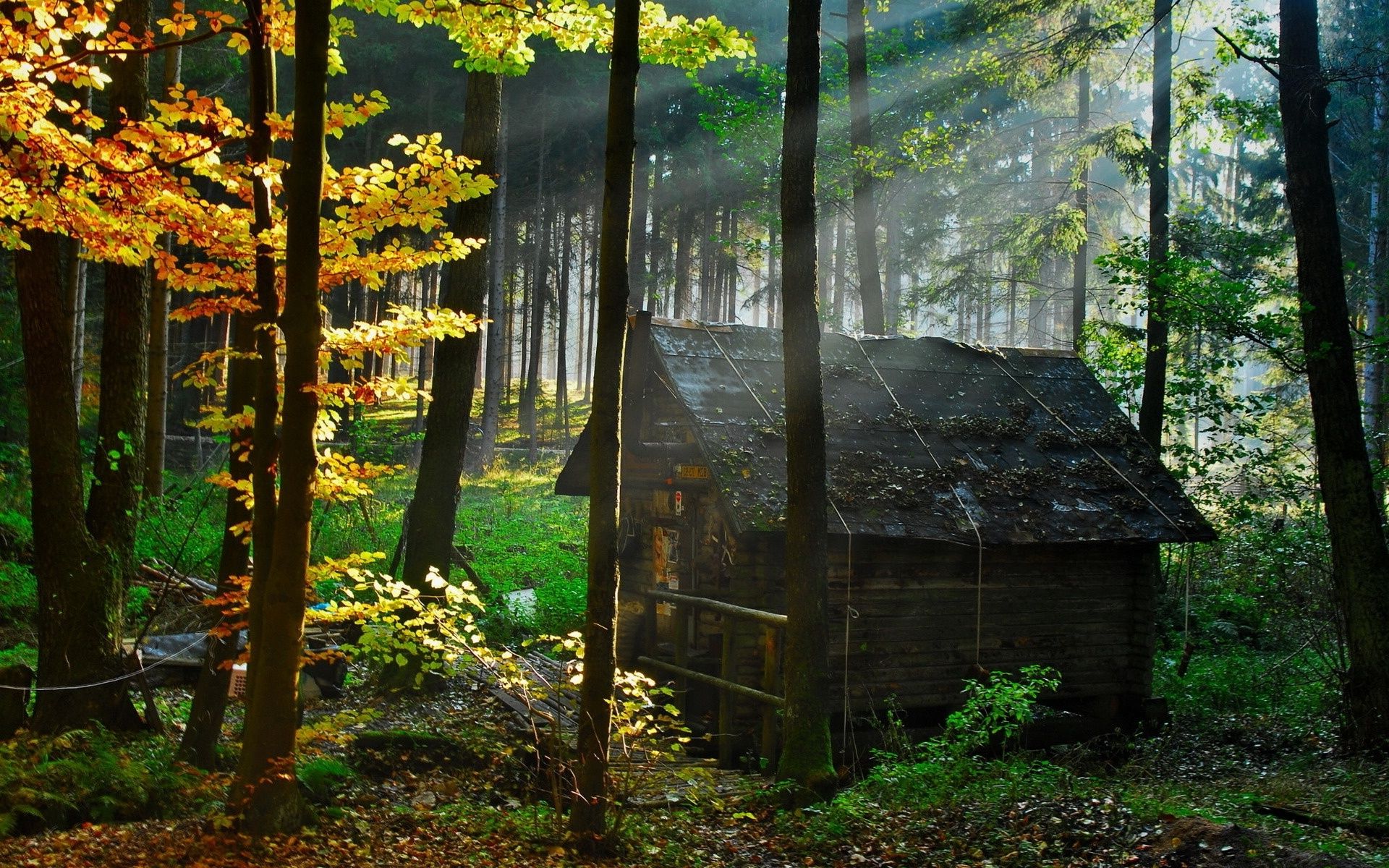 Old House In Forest Wallpapers