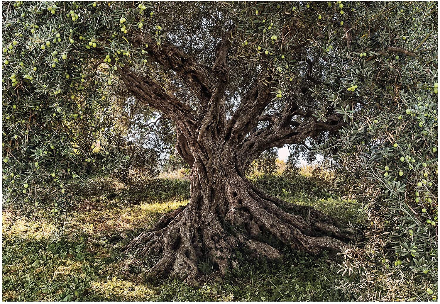 Olive Tree Wallpapers