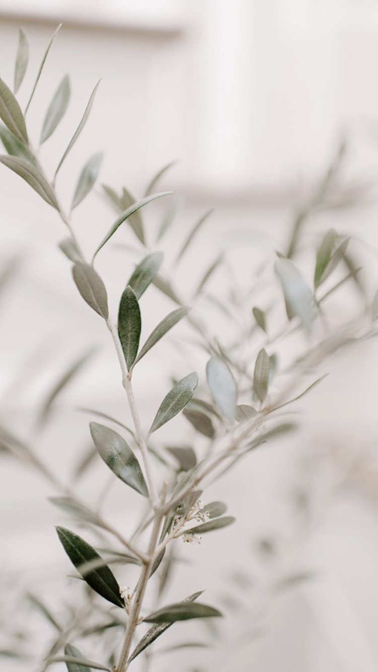 Olive Tree Wallpapers