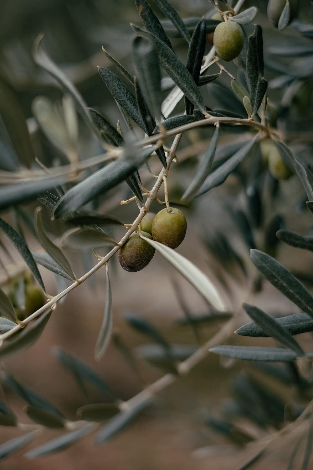 Olive Tree Wallpapers