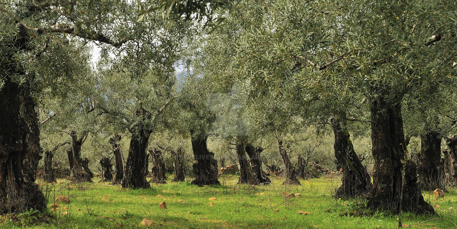 Olive Tree Wallpapers