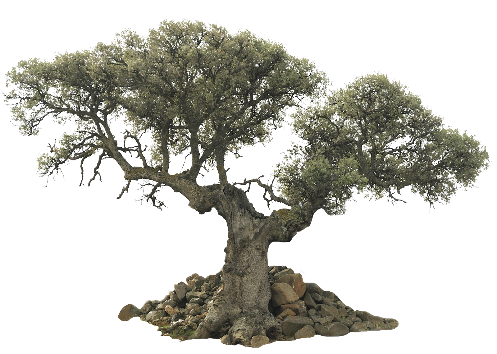 Olive Tree Wallpapers