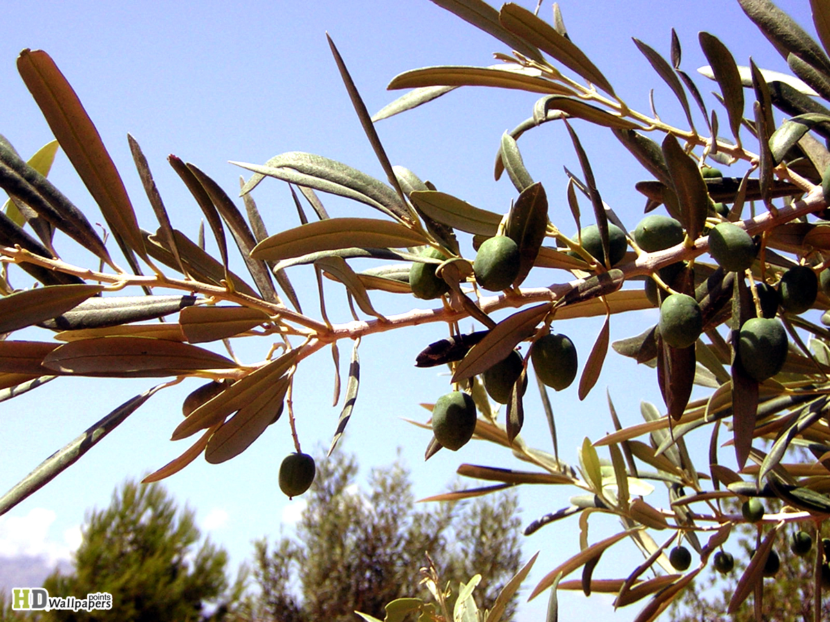 Olive Tree Wallpapers