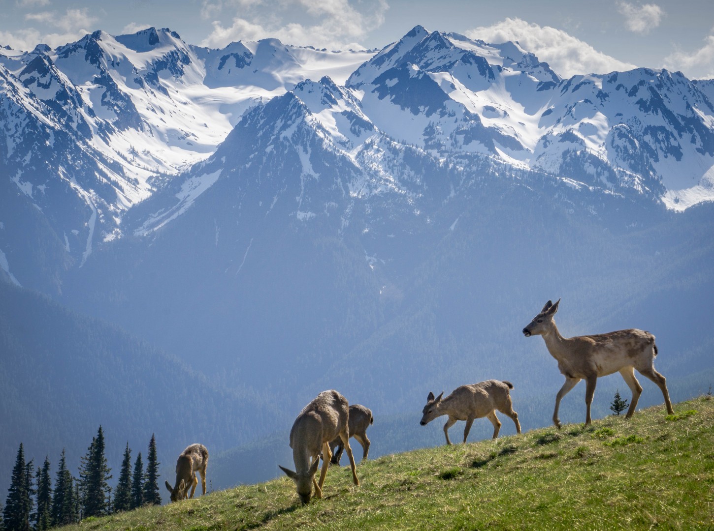 Olympic Mountains Night In Washington Wallpapers