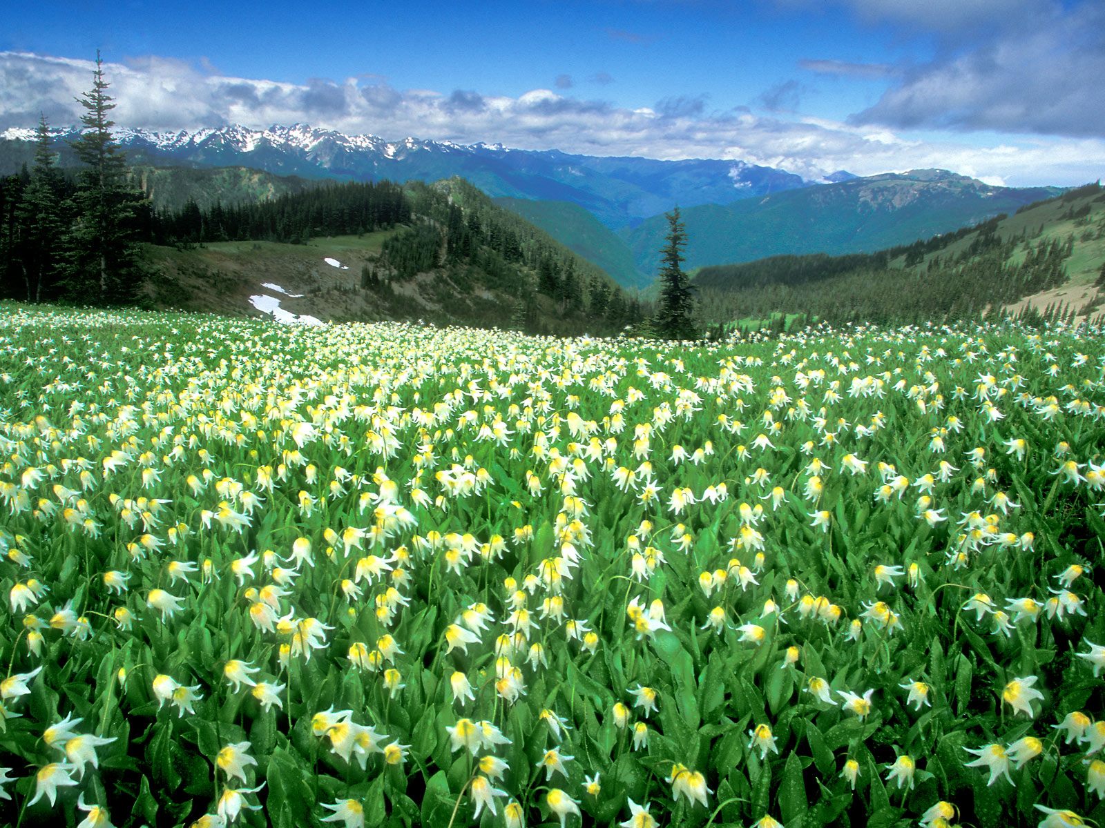 Olympic Mountains Night In Washington Wallpapers