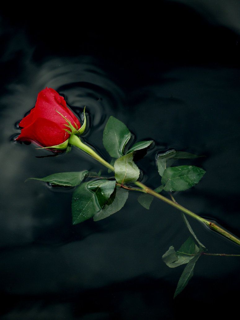 One Red Rose Pic Wallpapers