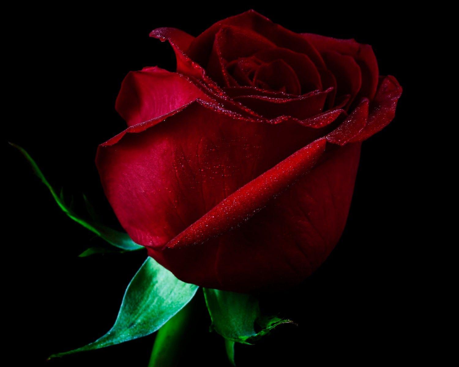 One Red Rose Pic Wallpapers