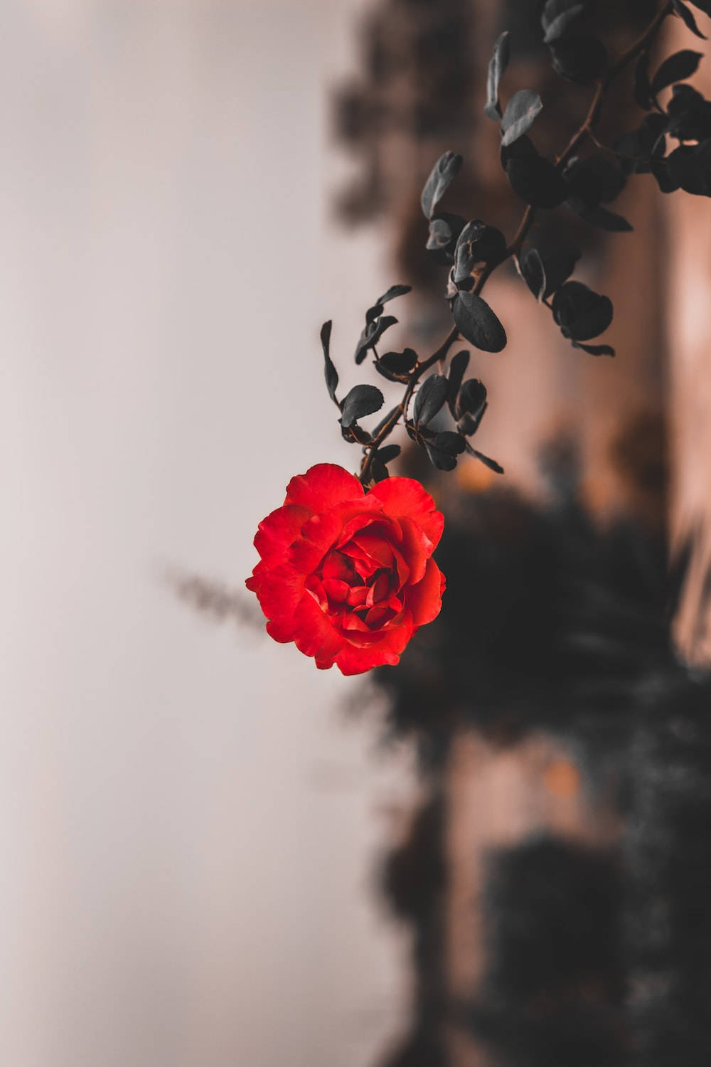 One Red Rose Pic Wallpapers