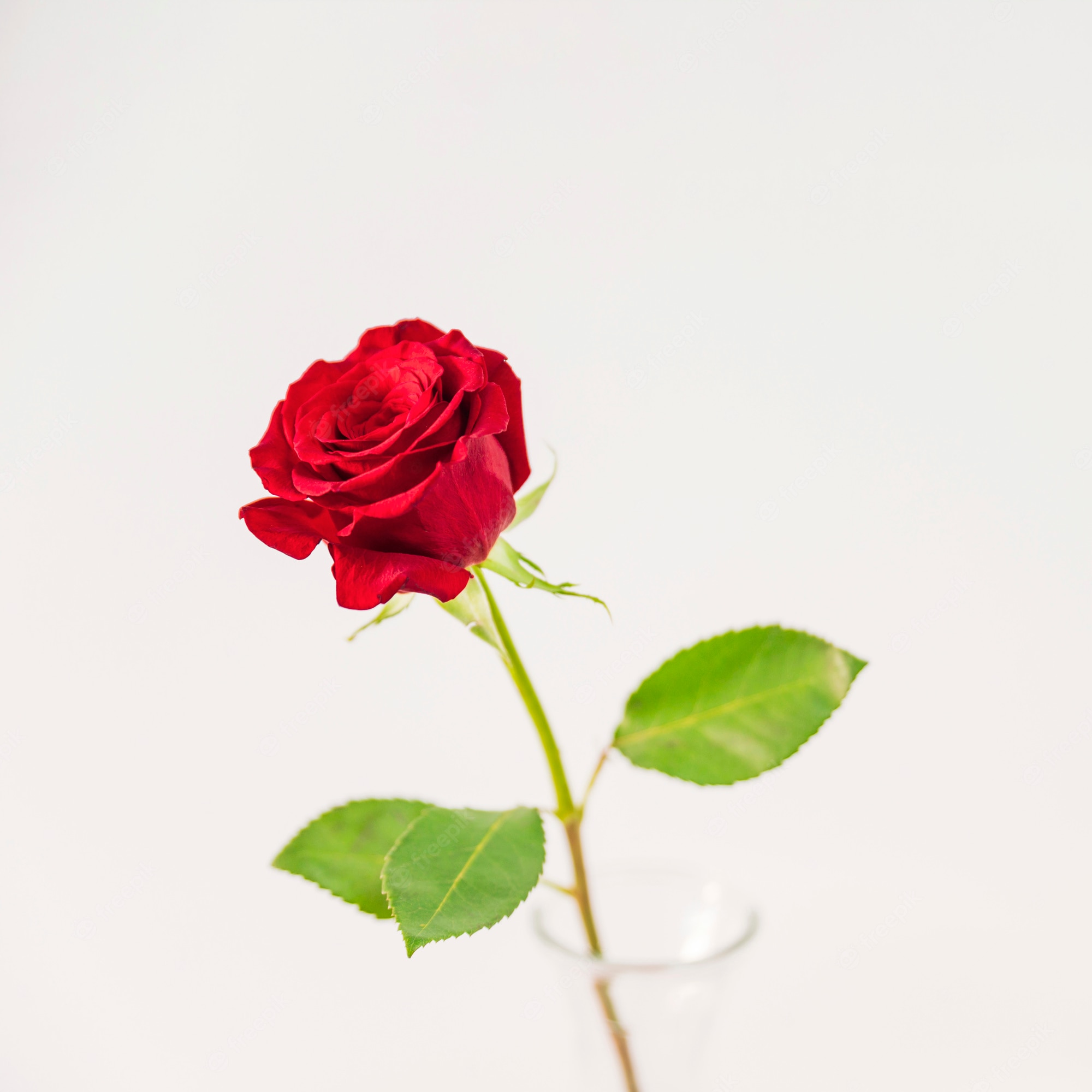 One Red Rose Pic Wallpapers