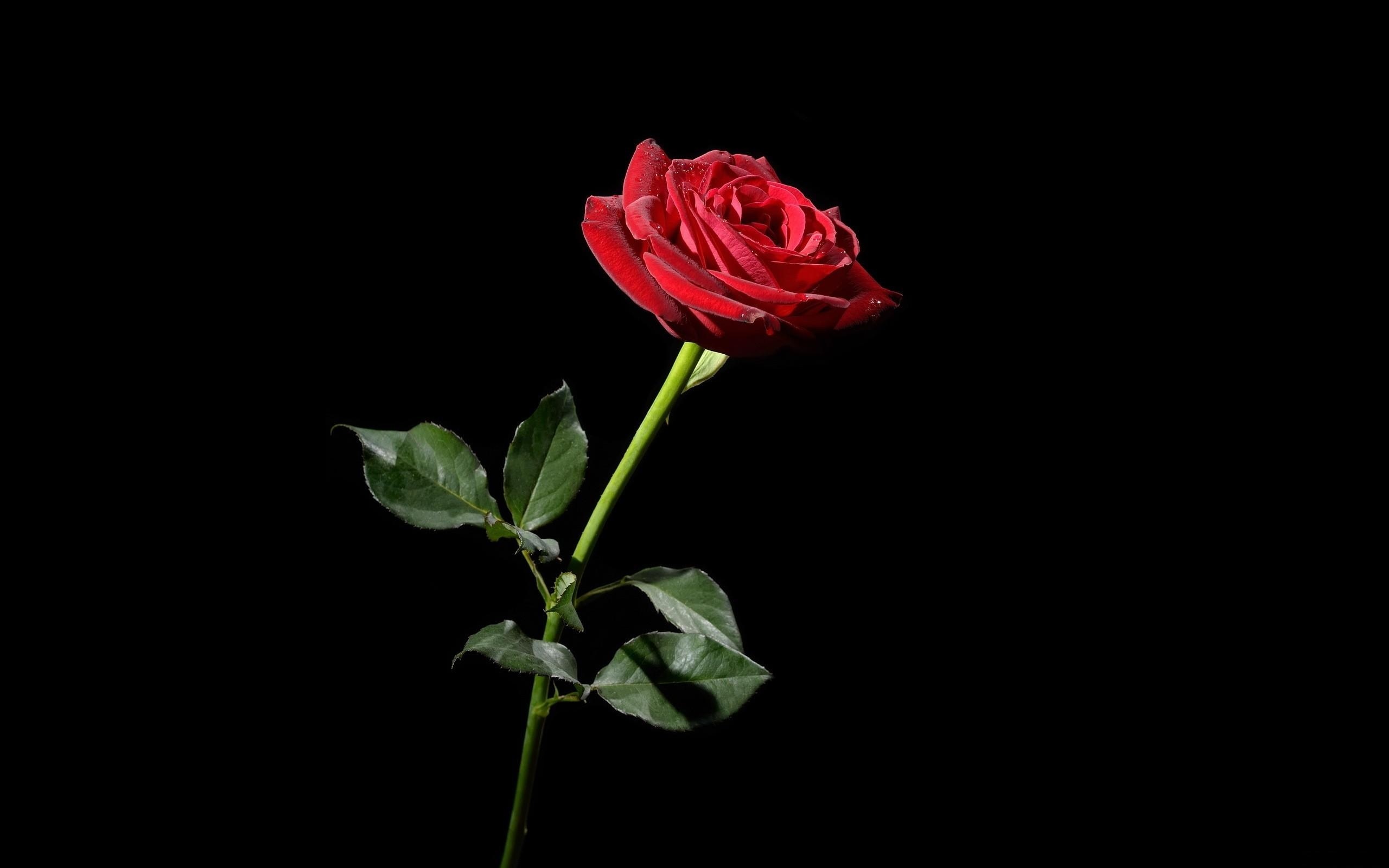 One Red Rose Pic Wallpapers