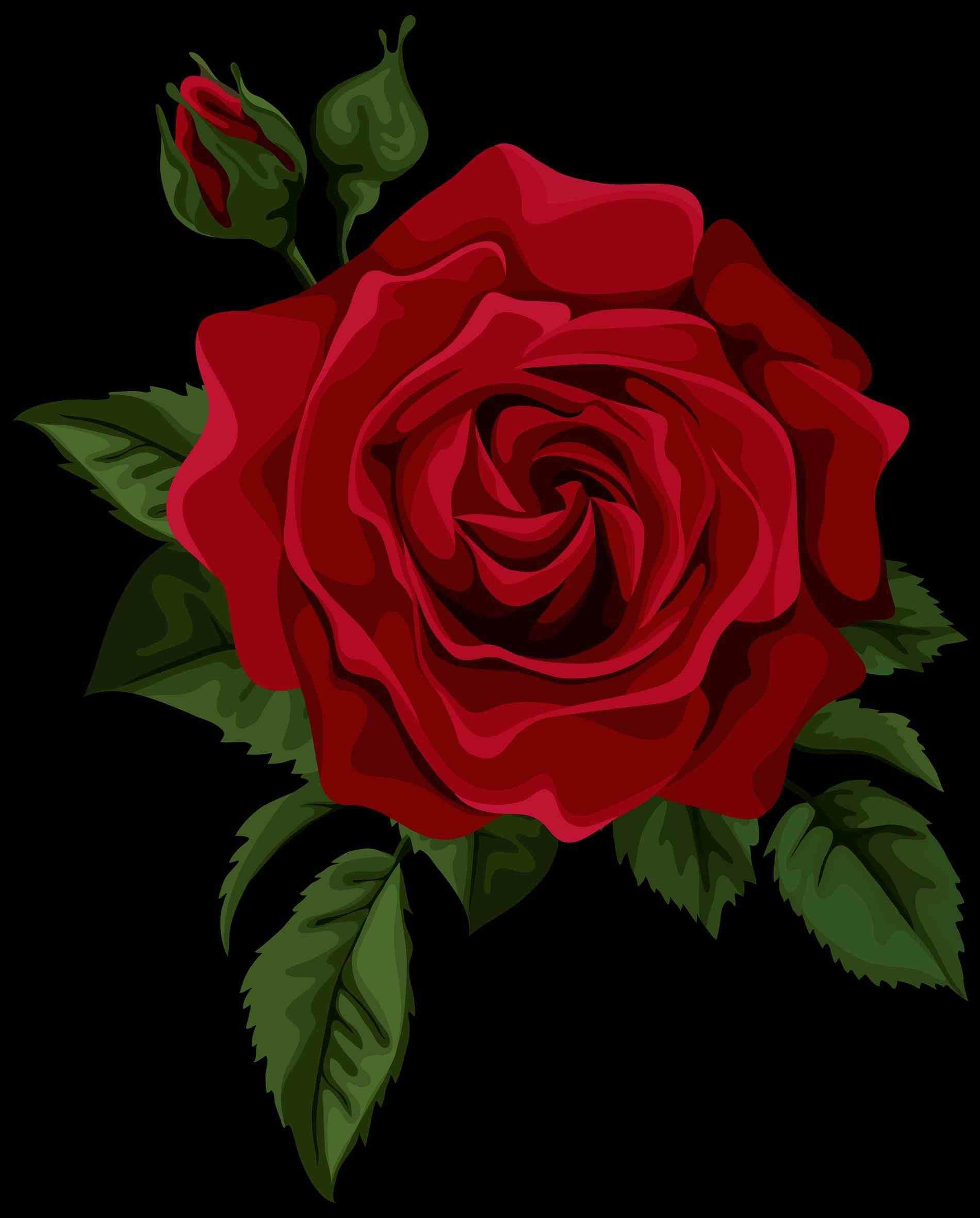 One Red Rose Pic Wallpapers