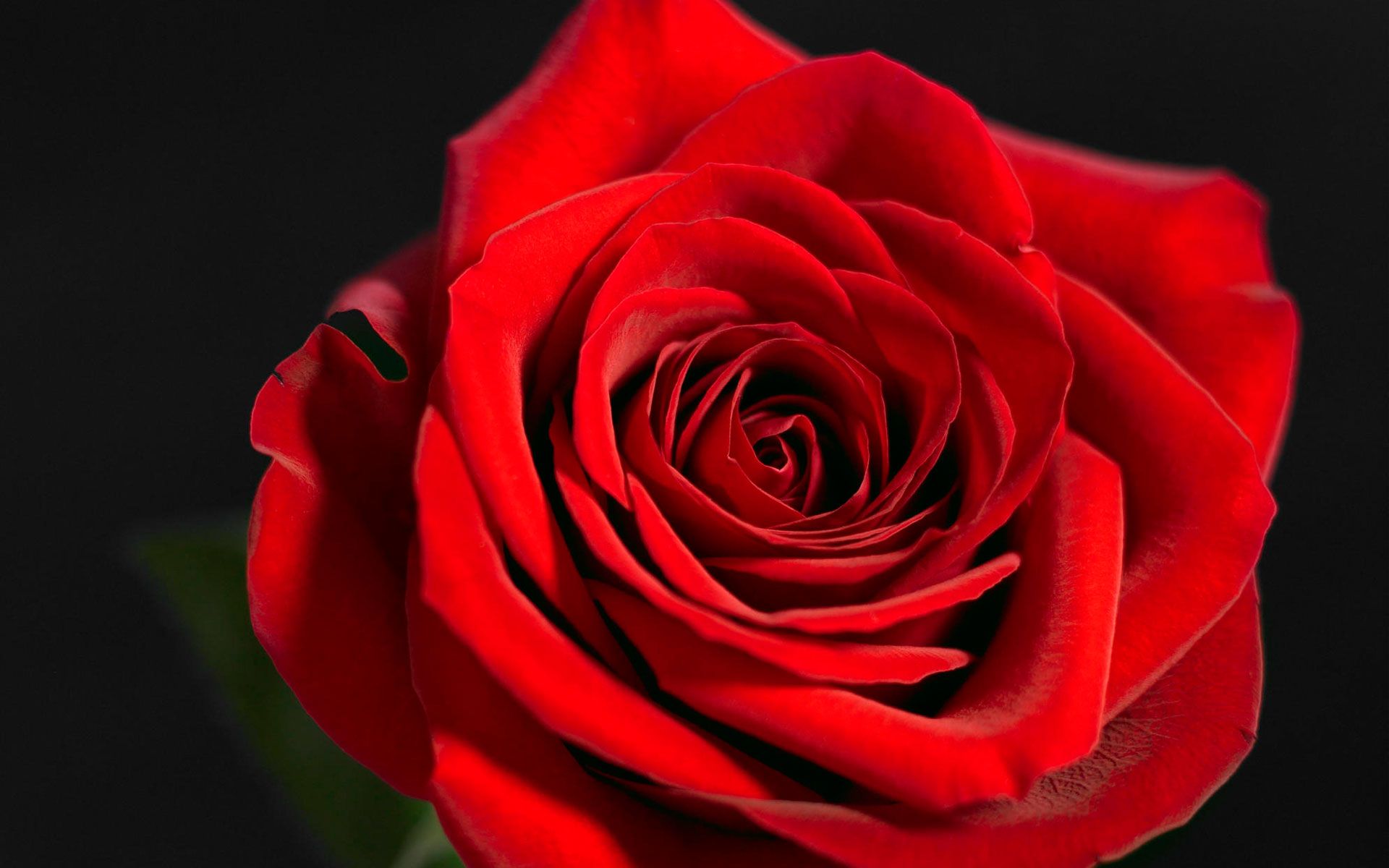 One Red Rose Pic Wallpapers