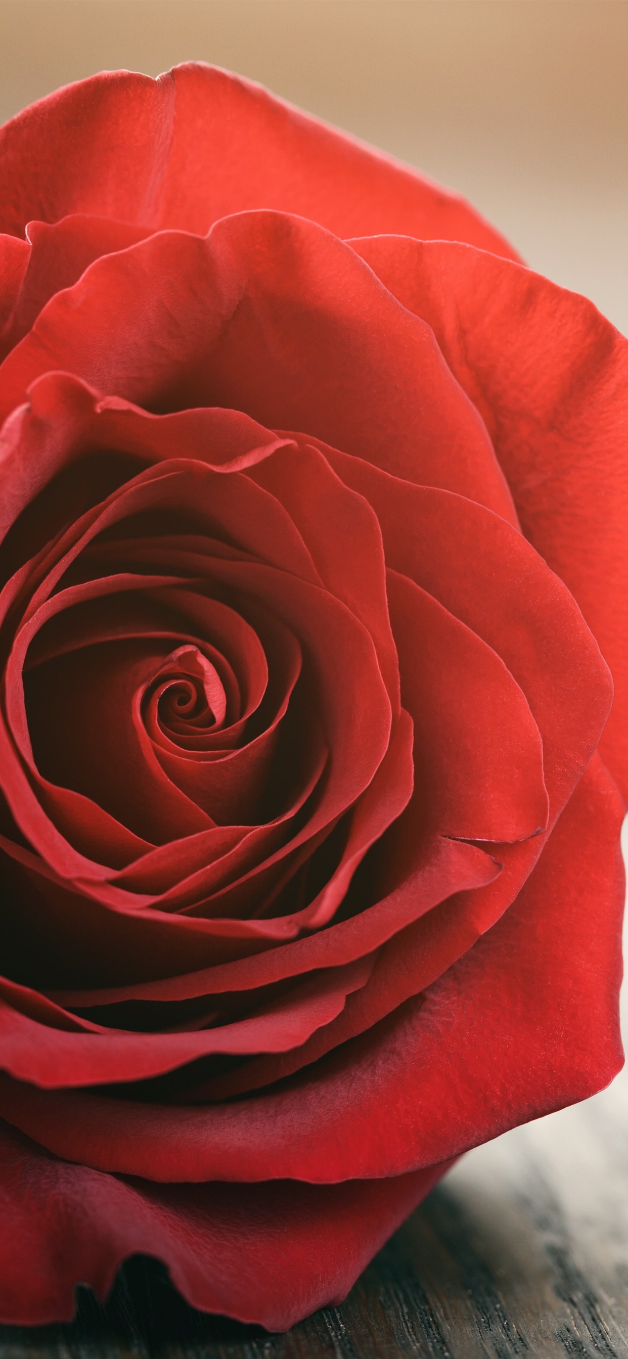 One Red Rose Pic Wallpapers