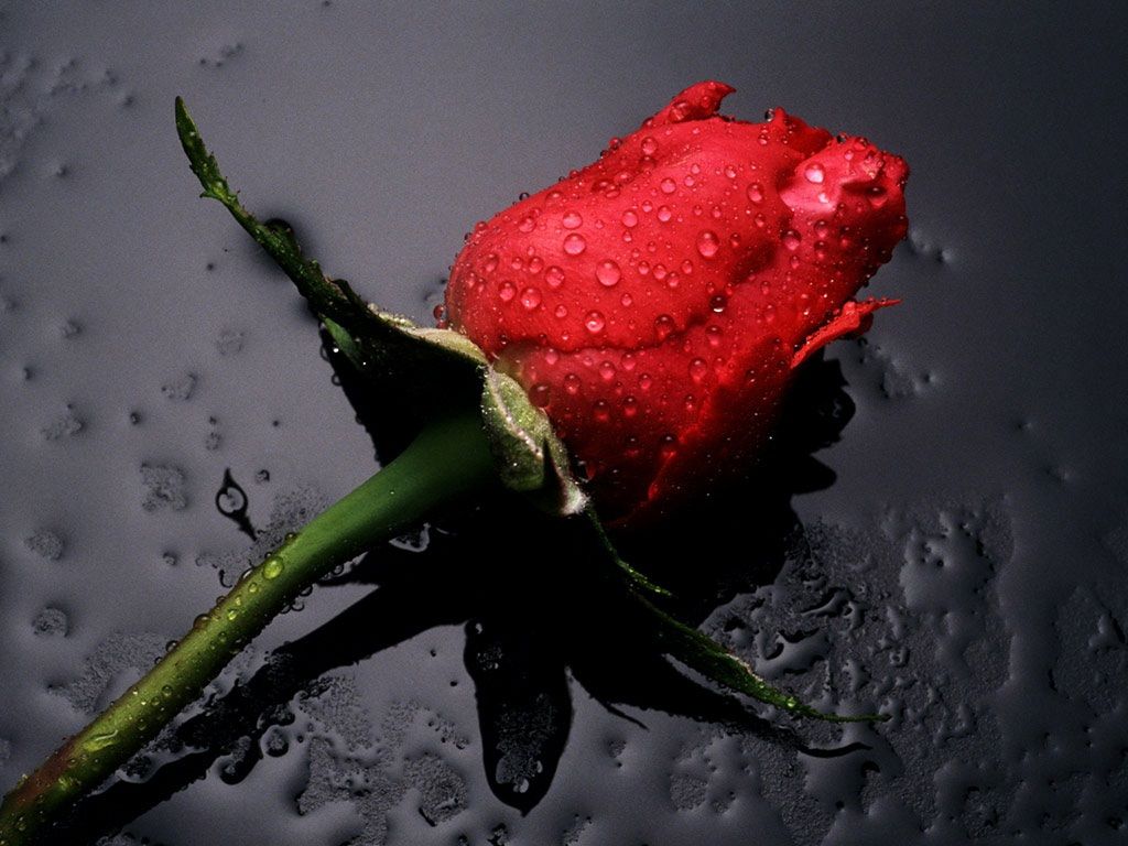 One Red Rose Pic Wallpapers