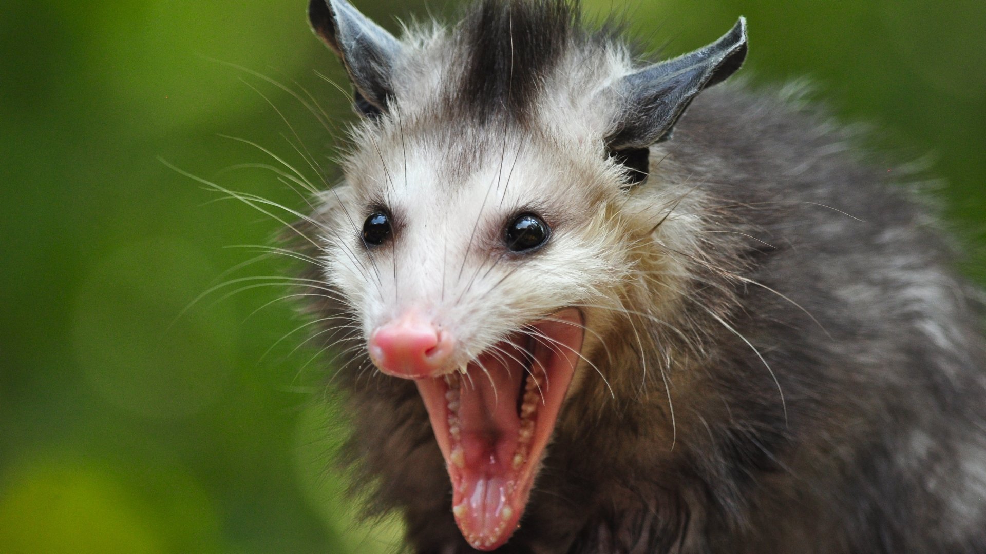 Opossum Wallpapers