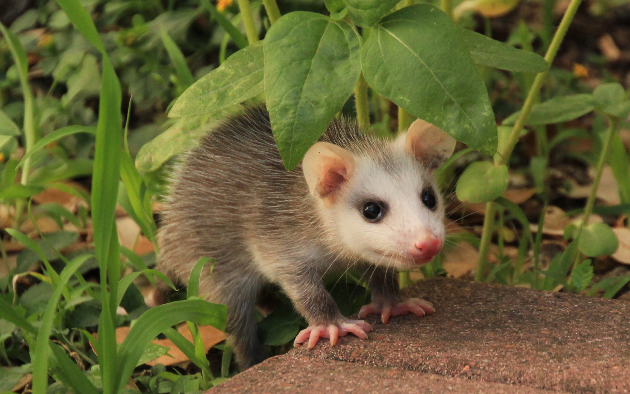 Opossum Wallpapers