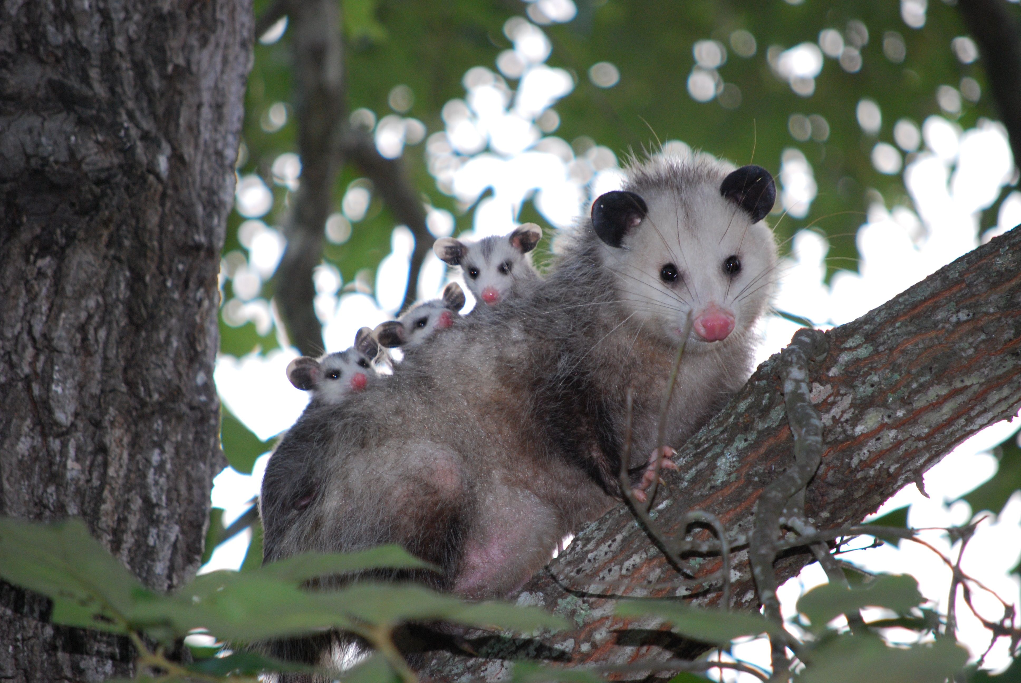 Opossum Wallpapers