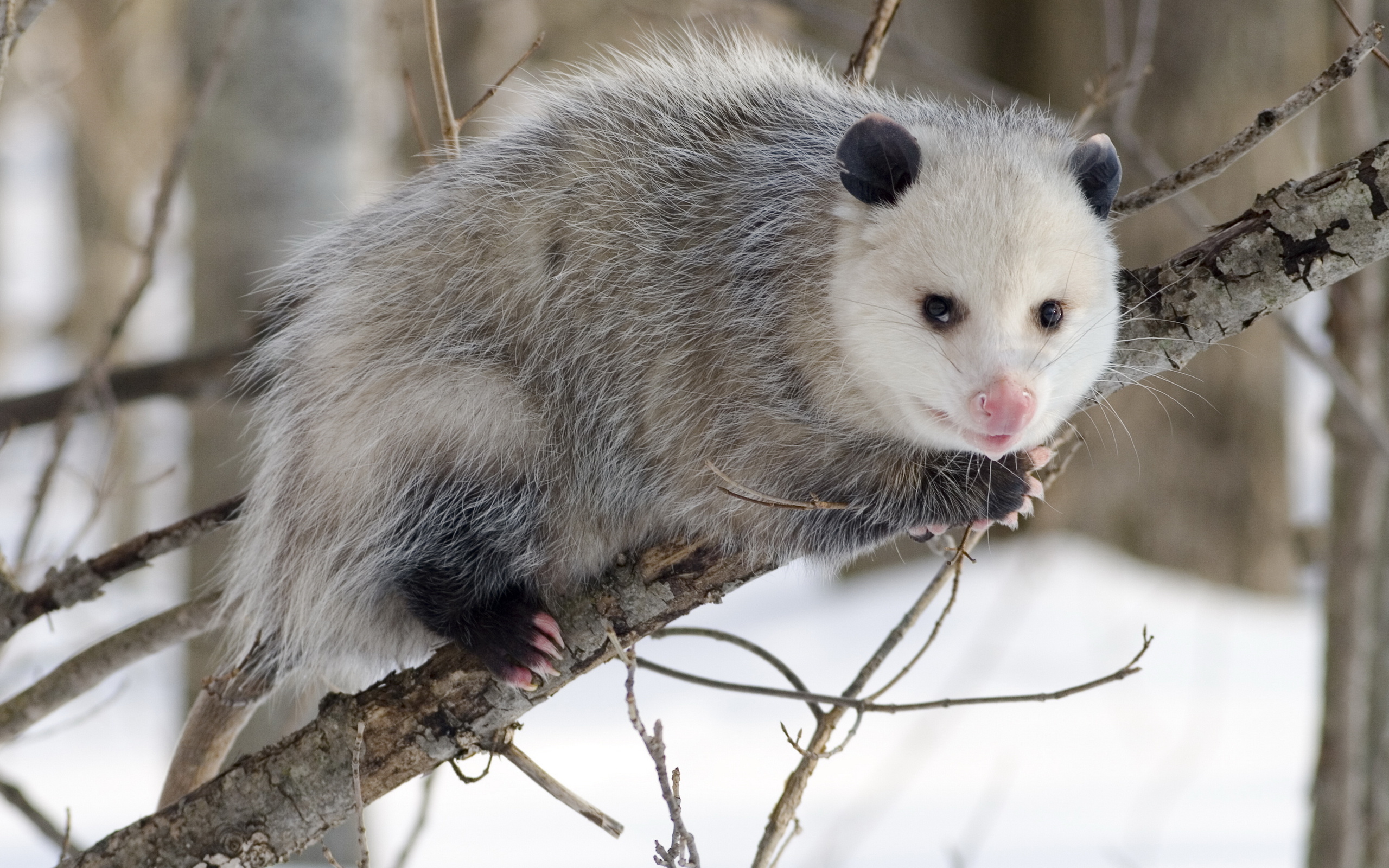 Opossum Wallpapers