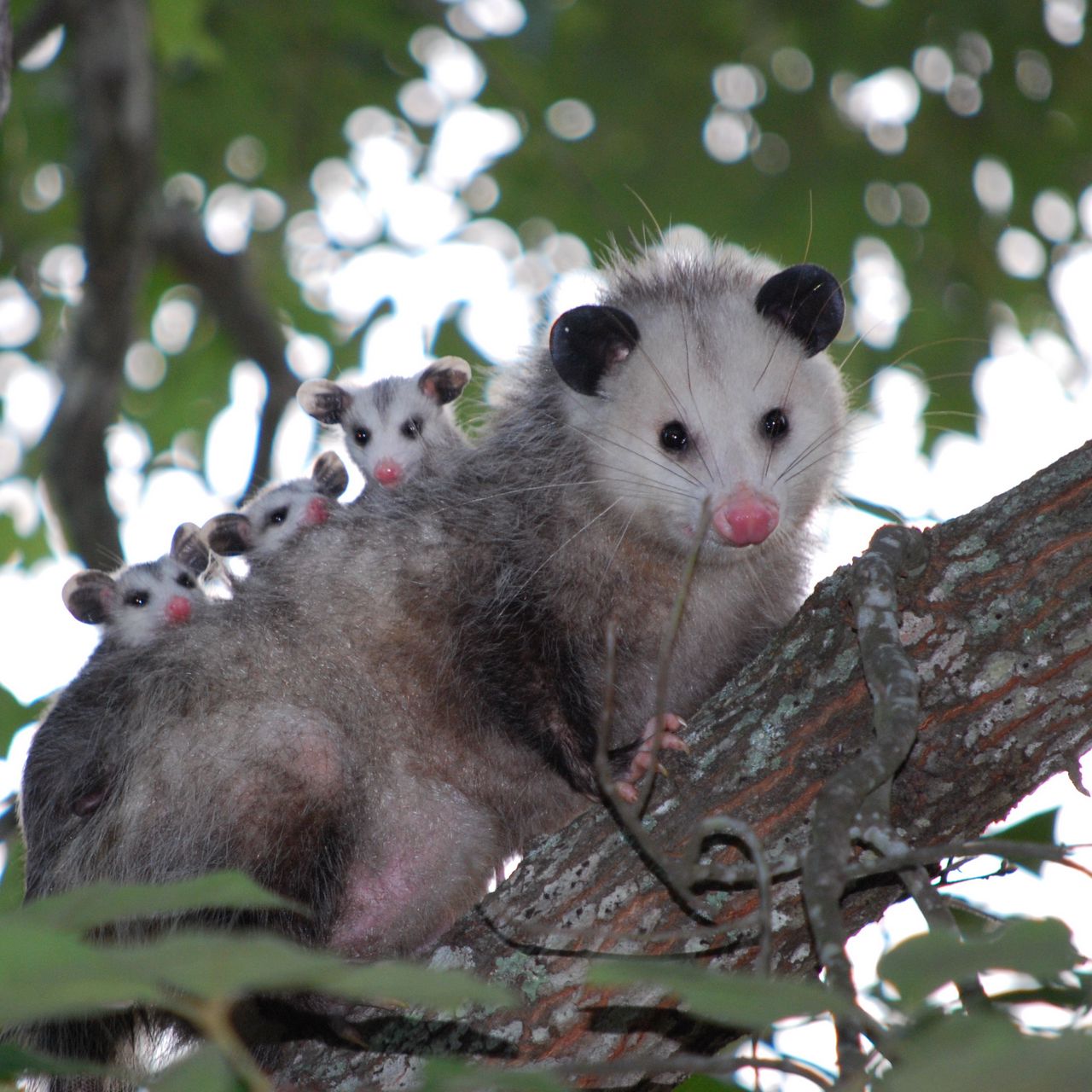 Opossum Wallpapers