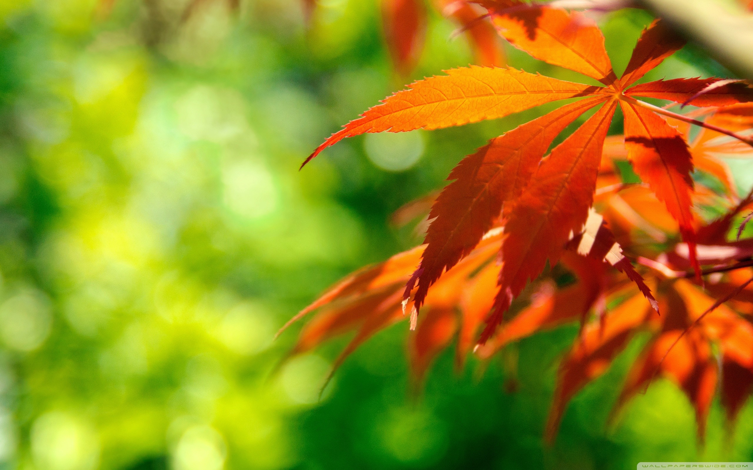 Orange And Green Wallpapers