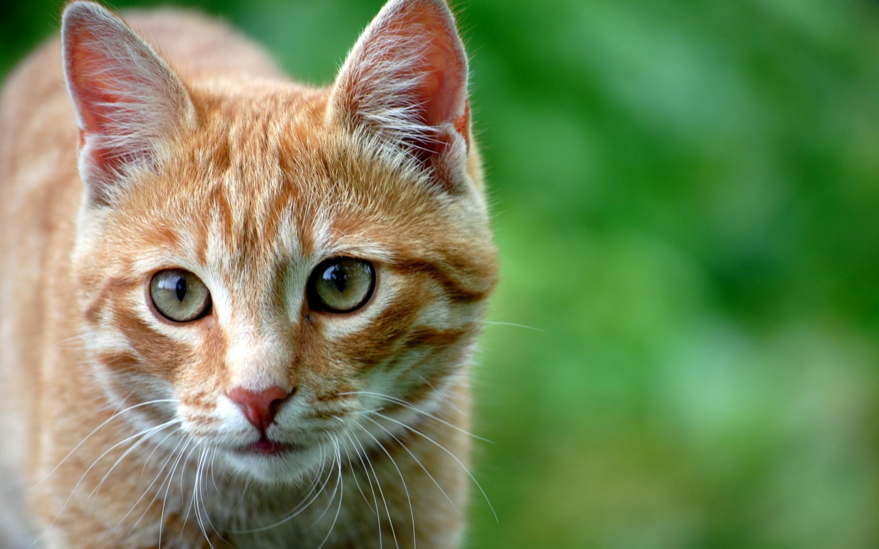 Orange Cat Wallpapers