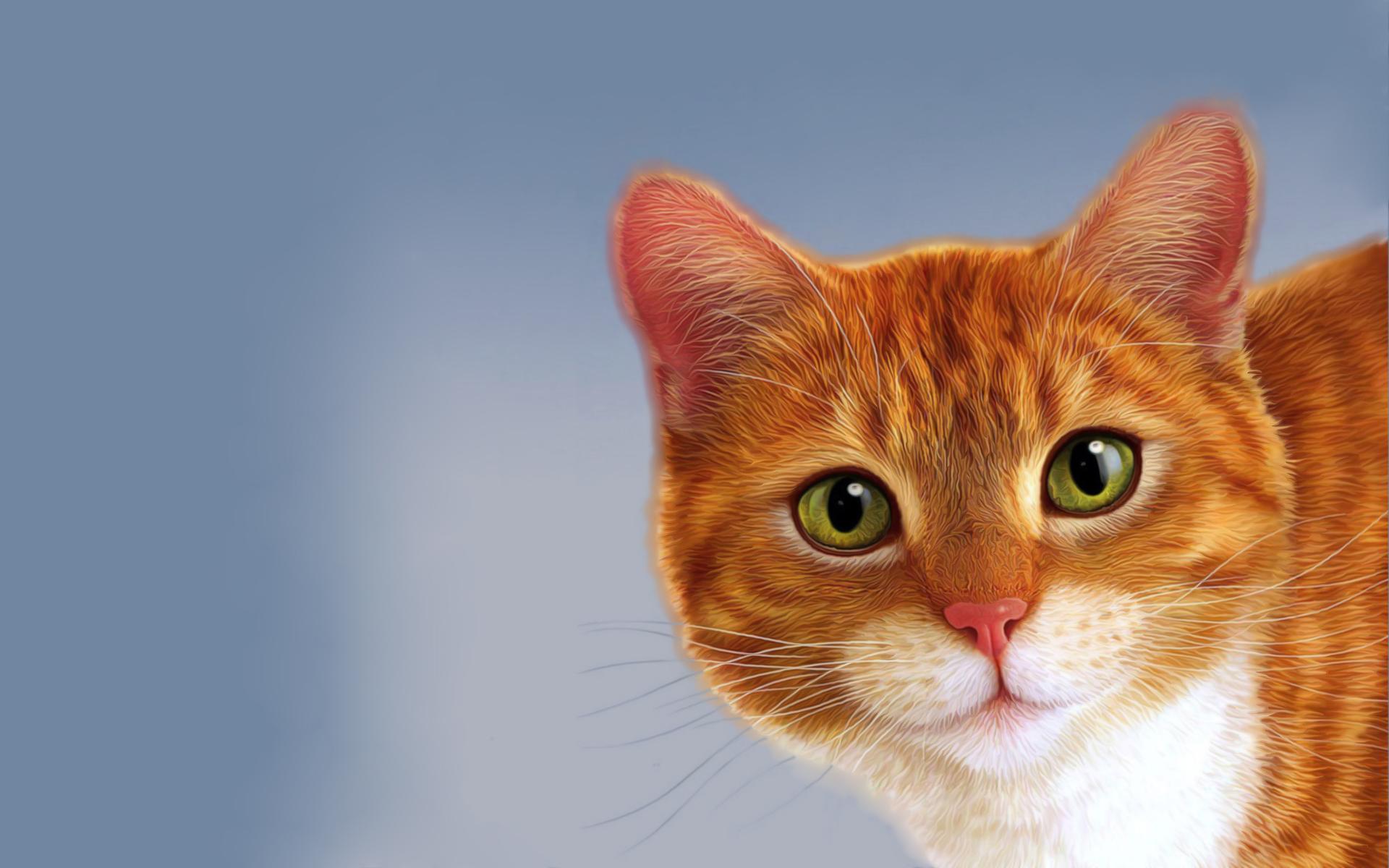 Orange Cat Wallpapers