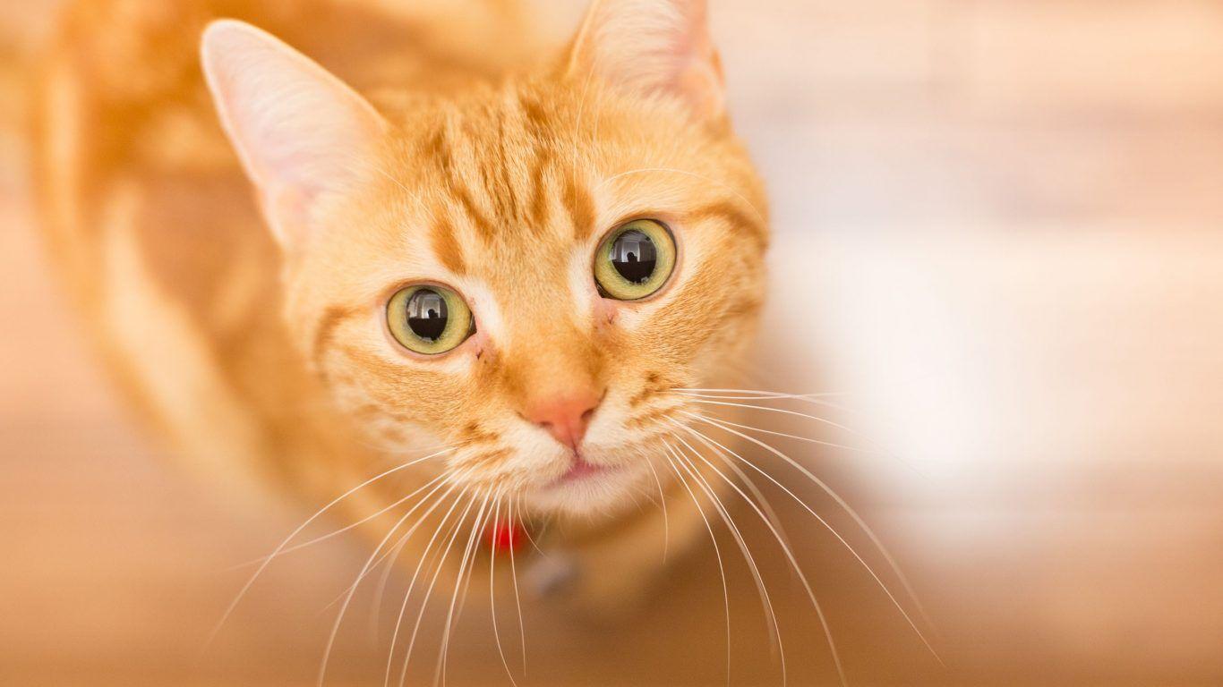 Orange Cat Wallpapers