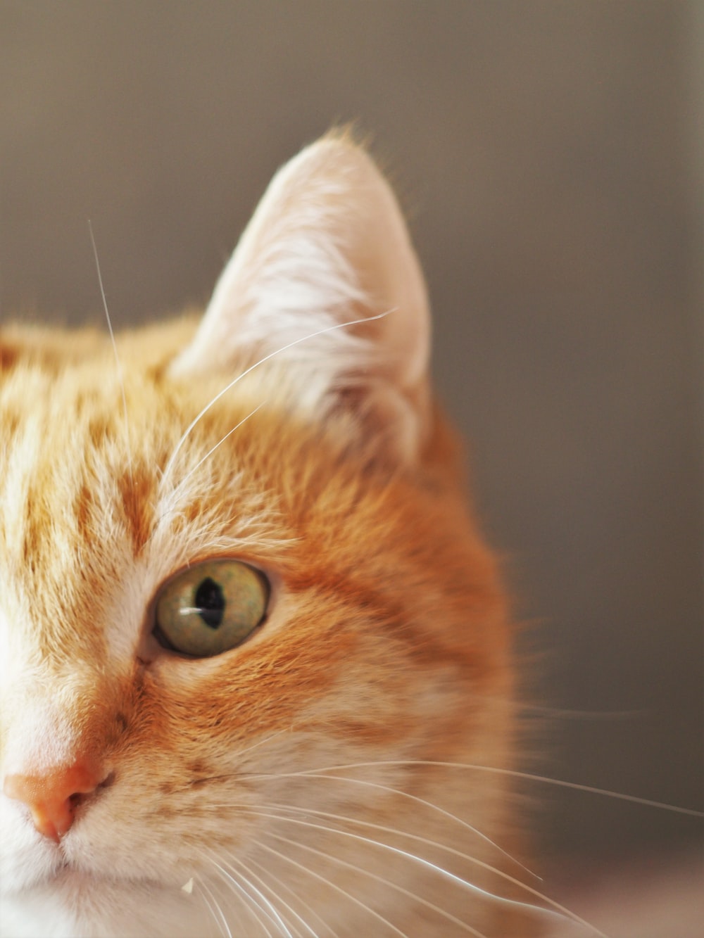 Orange Cat Wallpapers