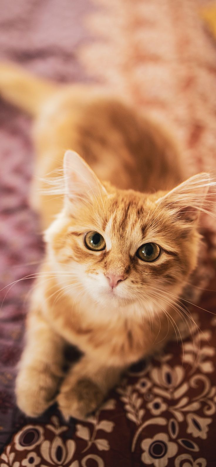 Orange Cat Wallpapers