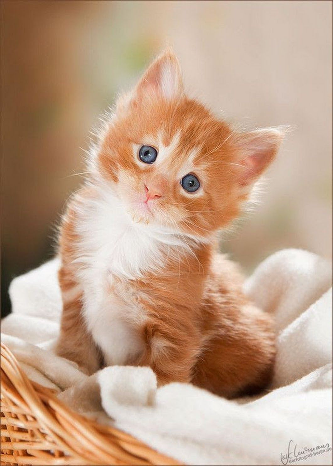 Orange Cat Wallpapers